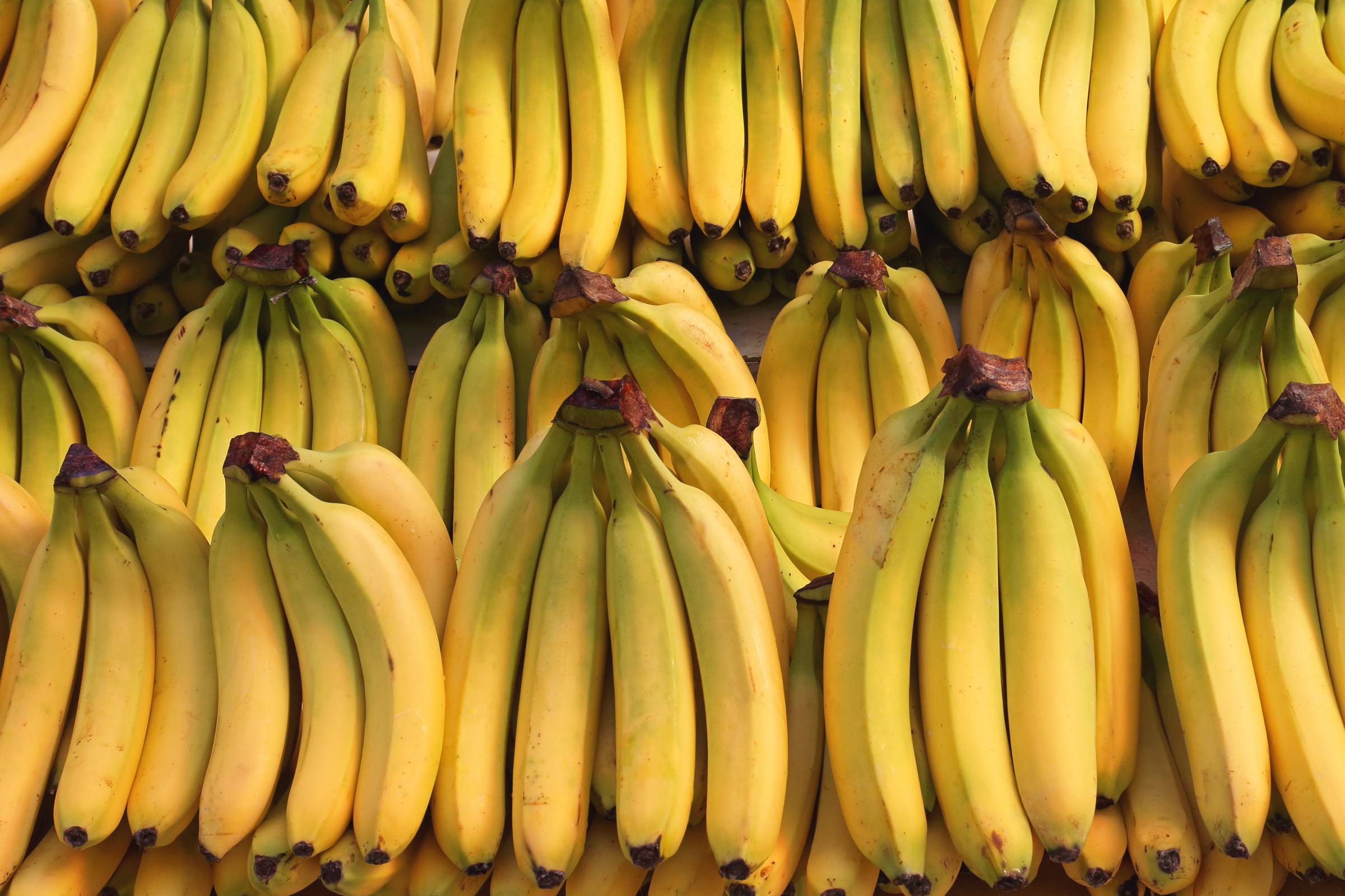 lasma dikara indonesia banana export lasma dikara indonesia banana export