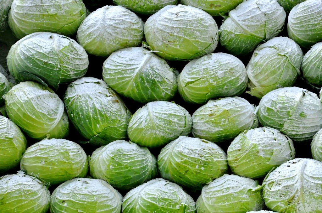 lasma dikara indonesia cabage export