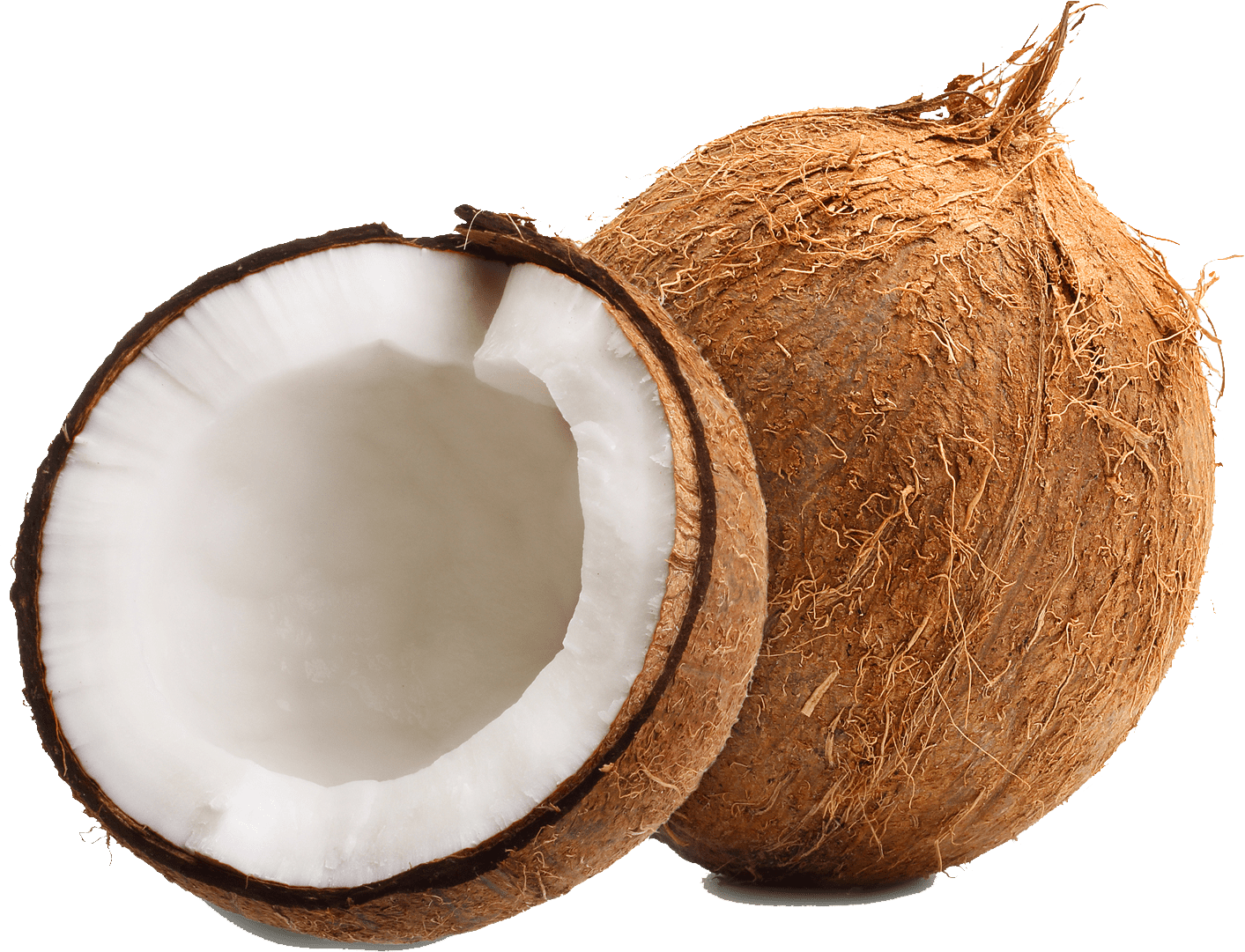 lasma dikara indonesia coconut export lasma dikara indonesia coconut export