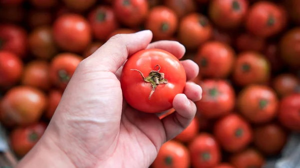 lasma dikara indonesia red tomatoes export