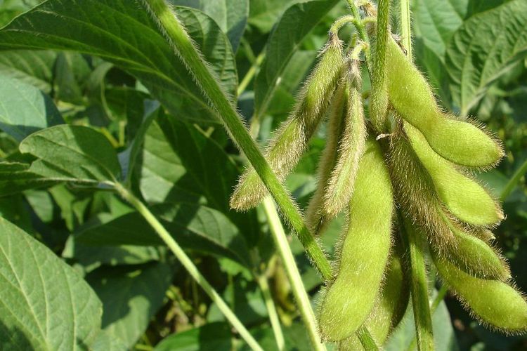 lasma dikara indonesia soybean export lasma dikara indonesia soybean export
