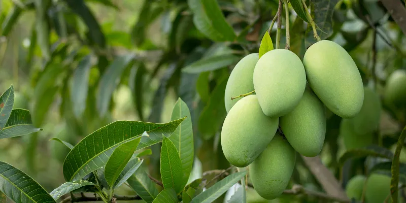 lasma mango export commuditi lasma mango export commuditi